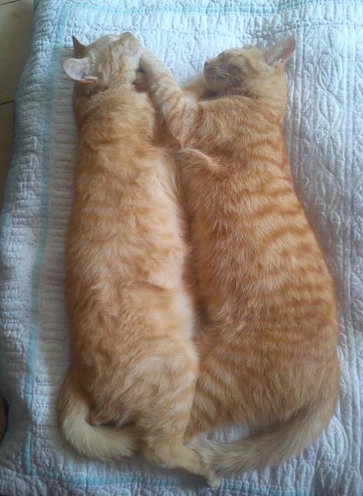 Au Chat Ronfleur Bagnères-de-Bigorre Dış mekan fotoğraf