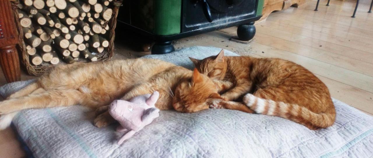 Au Chat Ronfleur Bagnères-de-Bigorre Dış mekan fotoğraf